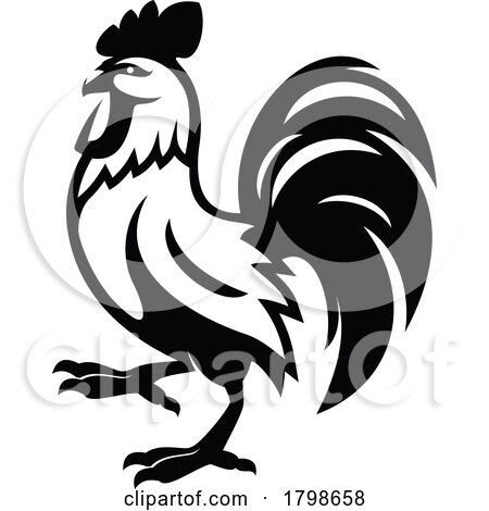 Black and White Rooster by Vector Tradition SM