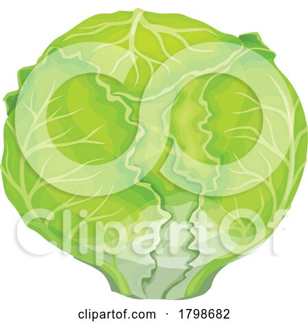 Cabbage by Vector Tradition SM