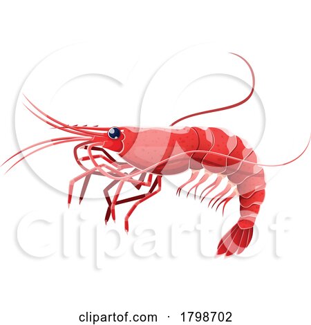 Shrimp by Vector Tradition SM