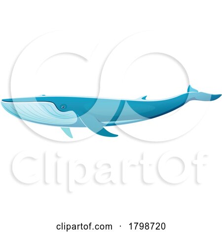 Blue Whale by Vector Tradition SM