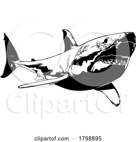BW Great White Shark by dero