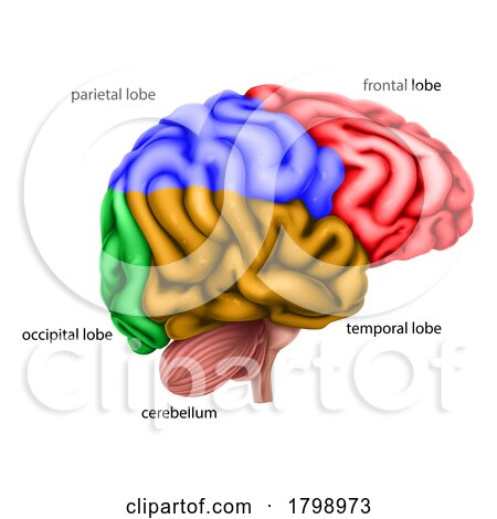 Human Brain Regions Lobes Labelled Illustration by AtStockIllustration