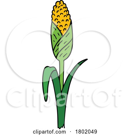 Cartoon Clipart Corn on the Stalk by lineartestpilot