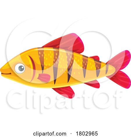 Tiger Barb Fish by Vector Tradition SM