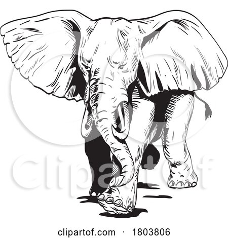 Angry African Elephant Charging Front View Comics Style Drawing by patrimonio
