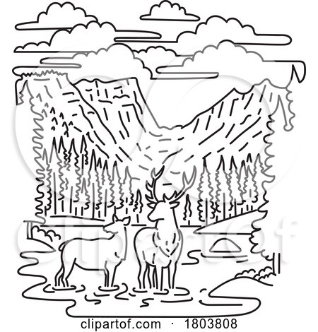 Elk or Wapiti in Rocky Mountain National Park Northern Colorado Mono Line Art by patrimonio