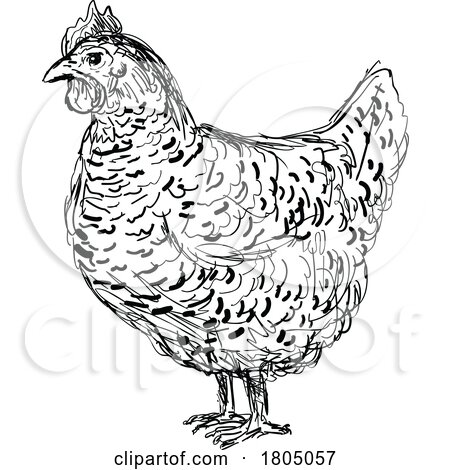 Plymouth Rock Chicken or Hen Side View Drawing by patrimonio