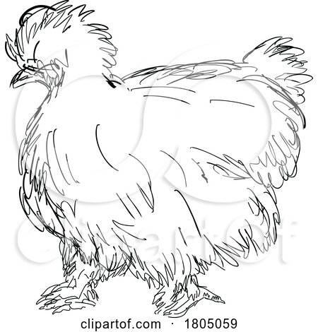 Silkie Chicken or Hen Side View Drawing by patrimonio