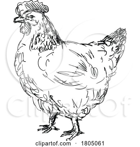 Sussex Chicken or Hen Side View Drawing by patrimonio