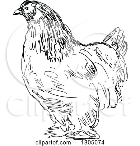 Brahma Chicken or Hen Side View Drawing by patrimonio