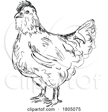 Ameraucana Chicken or Hen Side View Drawing by patrimonio