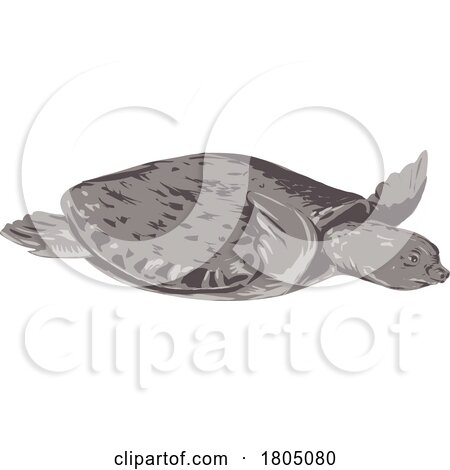 Pig Nosed Turtle or Carettochelys Insculpta Side View WPA Art by patrimonio