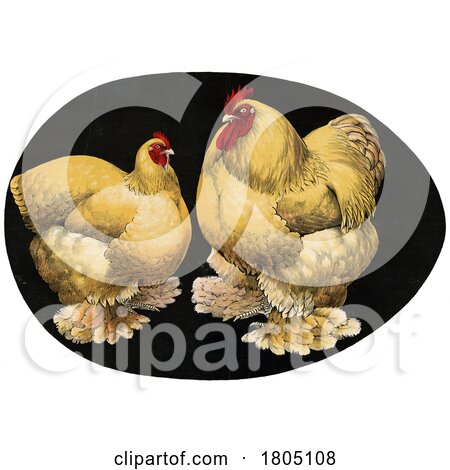 Buff Cochin Bantam Hen and Rooster Chickens by JVPD
