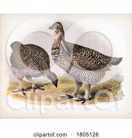 Pinnated Grouse Prairie Rooster and Hen by JVPD