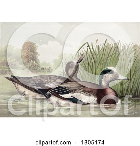 American Wigeon Baldpate Dabbling Duck Pair by JVPD