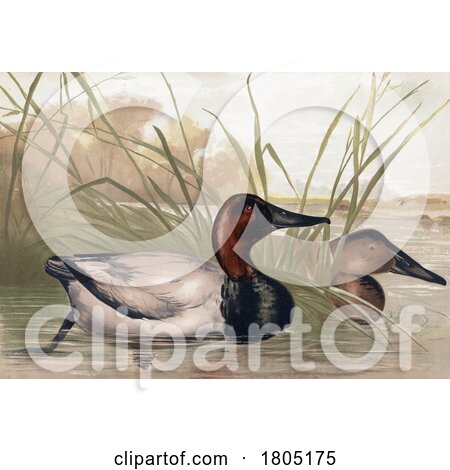 Canvasback Diving Duck Pair in Water Celery by JVPD