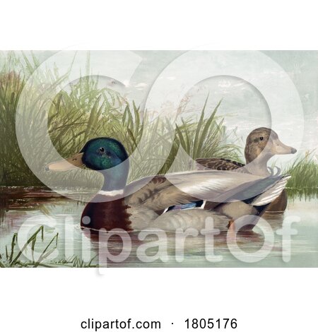 Mallard Dabbling Duck Pair on a Pond by JVPD