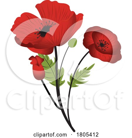 Beautiful Red Poppy Flowers by Vitmary Rodriguez