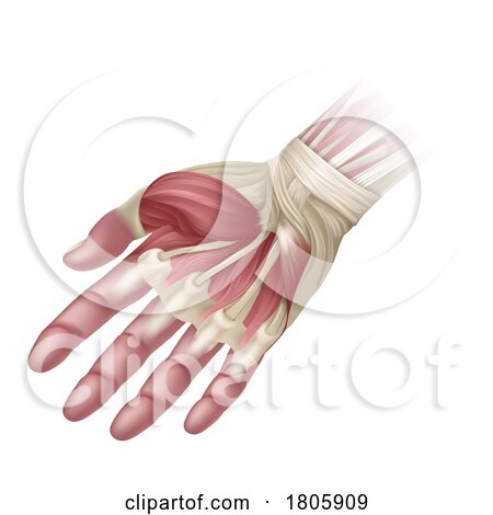 Hand Muscles Anatomy Medical Illustration by AtStockIllustration