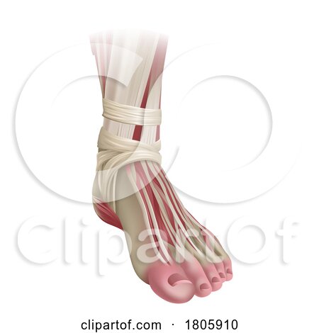 Foot Muscles Anatomy Medical Illustration by AtStockIllustration