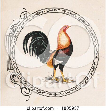 Rooster in an Ornate Frame by JVPD