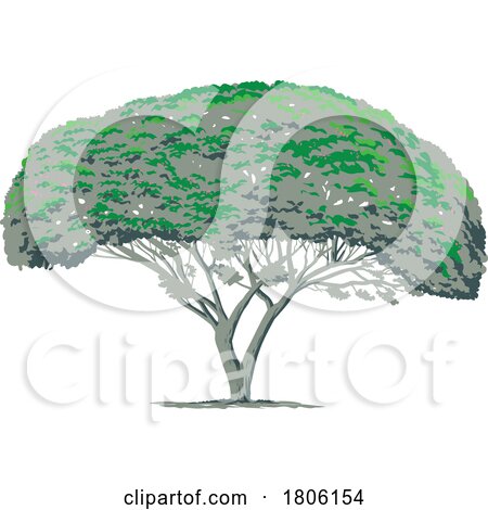 Mimosa Tree or Albizia Julibrissin WPA Art by patrimonio
