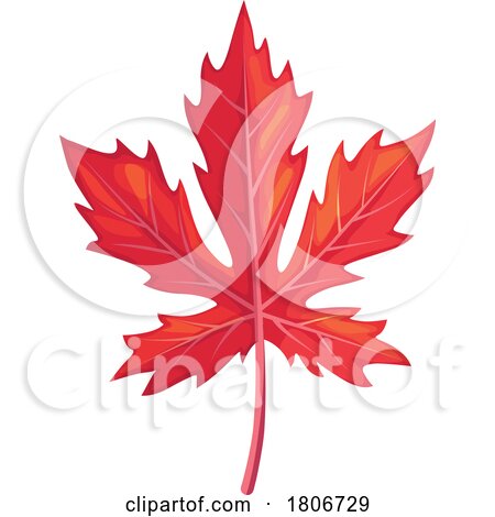 Red Autumn Maple Leaf by Vector Tradition SM