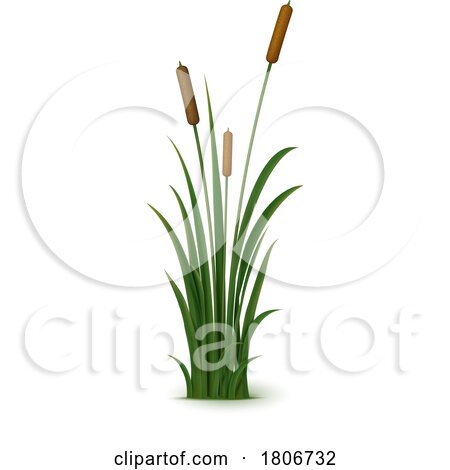 Cattails by Vector Tradition SM