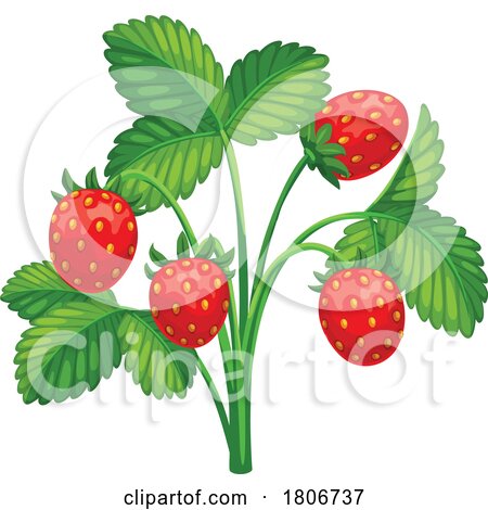 Strawberry Plant by Vector Tradition SM