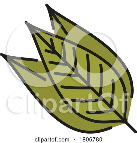 Bay Leaf by Vector Tradition SM