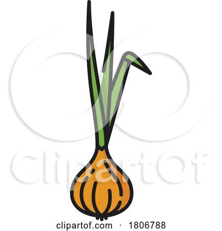 Onion by Vector Tradition SM