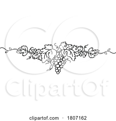 Cartoon Black and White Grape Vine Design by Domenico Condello