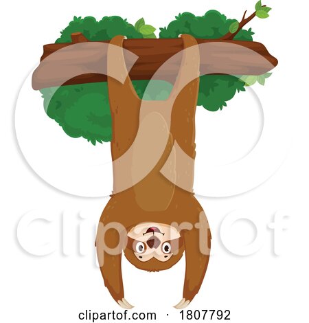 Sloth Hanging Upside down by Vector Tradition SM