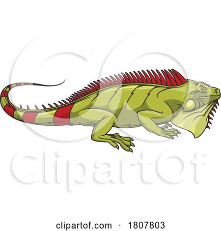 Iguana Lizard by Vector Tradition SM