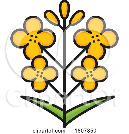 Rapeseed Canola Flowers by Vector Tradition SM