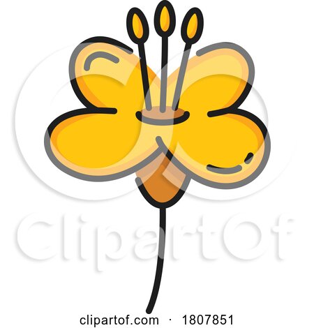 Rapeseed Canola Flower by Vector Tradition SM