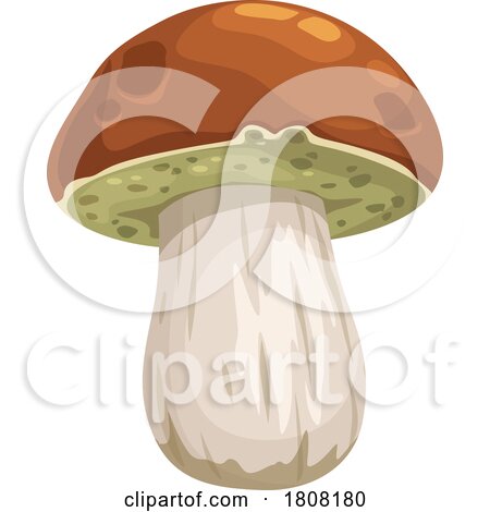 Porcini Cep Mushroom by Vector Tradition SM