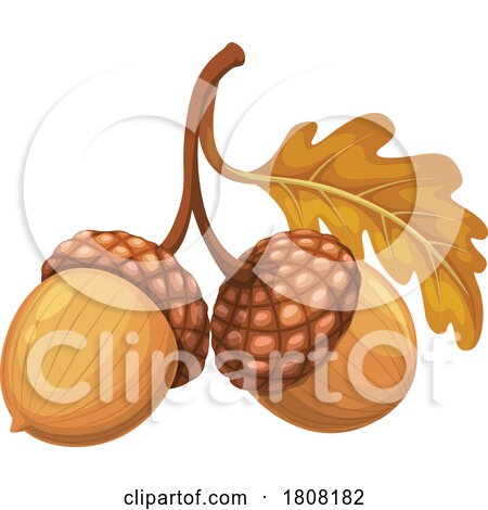 Oak Leaf and Acorns by Vector Tradition SM