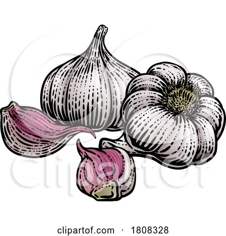 Garlic by AtStockIllustration