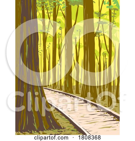 Bottomland Hardwood Forest in Congaree National Park South Carolina WPA Poster Art by patrimonio
