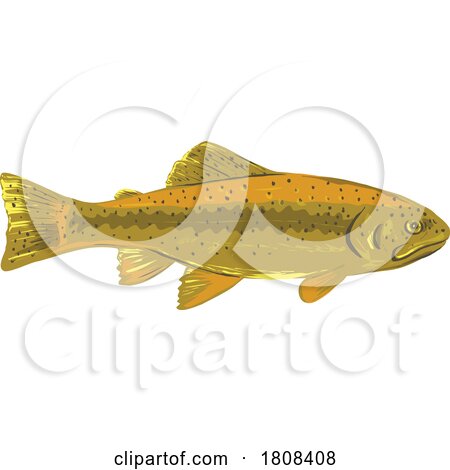 Gila Trout or Oncorhynchus Gilae Side View WPA Art by patrimonio