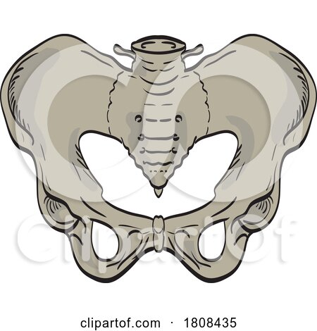 Sacroiliac Joints Linking the Pelvis and Lower Spine Front Cross Section Drawing by patrimonio