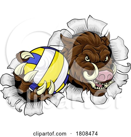 Boar Razorback Hog Volleyball Volley Ball Mascot by AtStockIllustration
