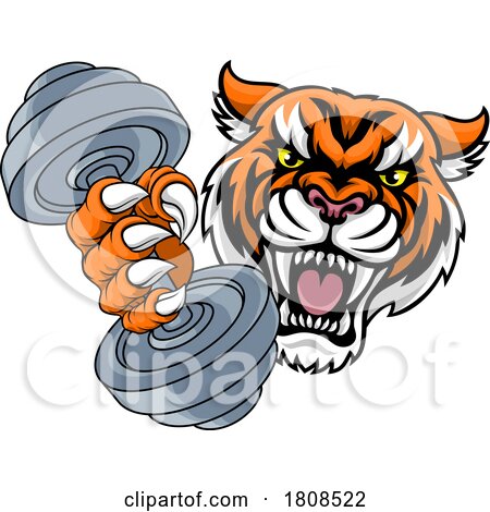 Tiger Weight Lifting Dumbbell Gym Animal Mascot by AtStockIllustration