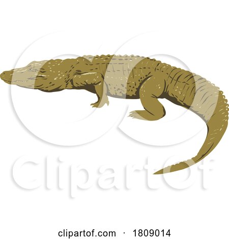 American Alligator Side View on Isolated Background Art Deco WPA Poster Art by patrimonio