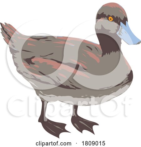 Blue Billed Duck or Oxyura Australis Side View Isolated Background Art Deco WPA Poster Art by patrimonio