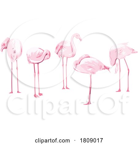 Flock of Flamingos Isolated Background WPA Art by patrimonio