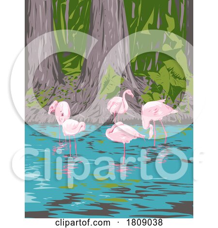 Flamingo in Everglades National Park in Florida USA WPA Art Poster by patrimonio