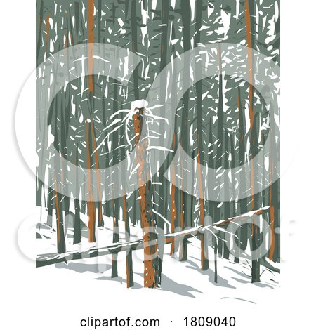 Winter Forest of Subalpine Fir and Limber Pine in Echo Lake Colorado WPA Poster Art by patrimonio
