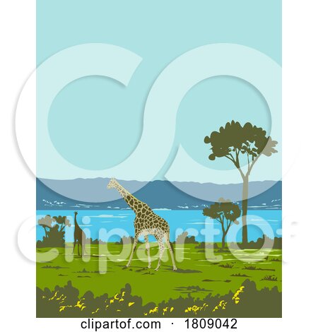 Giraffe in Murchison Falls National Park Uganda Africa Art Deco WPA Poster Art by patrimonio